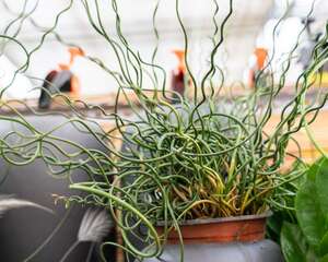 弹簧草的家居摆放