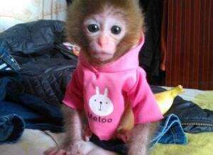 石猴多少钱一只？日本石猴介绍