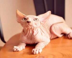无毛猫性格怎么样 无毛猫性格特点介绍