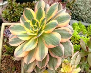 灿烂 Aeonium percarneum f. variegata