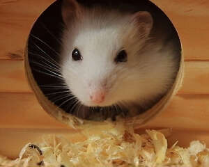 仓鼠过敏怎么办