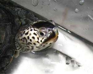 佛罗里达东部钻纹龟的养护要点