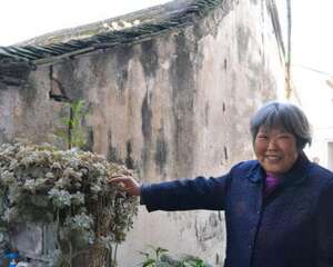40岁100头宝石花惊现宁波老房子
