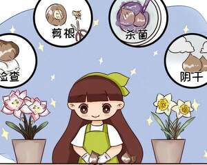 洋水仙怎么养？千万别水培，土培才能养爆盆！