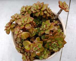 大冬天，多肉叶子全被他摘个精光，真是个狠人…