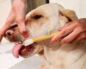 狗狗清洁护理的注意事项都有哪些？