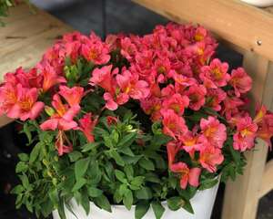 六出花的繁殖方法