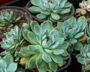 多肉杆子太长怎么办