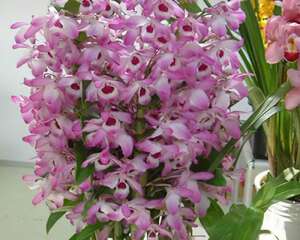 石斛兰的家庭养殖技巧