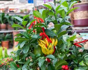 佛手的病虫害及其防治