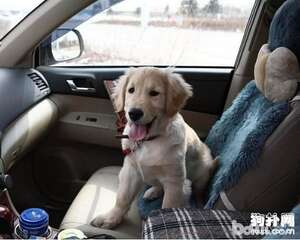 养狗狗有哪些好处