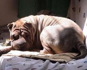 沙皮犬的饮食要注意什么