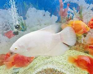 常见水族箱藻类大盘点