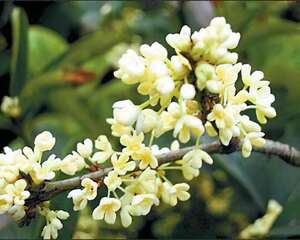 桂花的花语：永伴佳人、香满天下