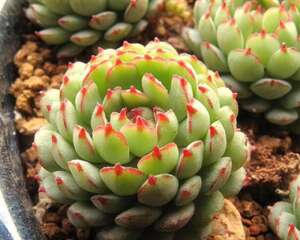 小红衣 Echeveria ‘Vincent Catto’