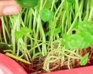 铜钱草水培好还是土培好
