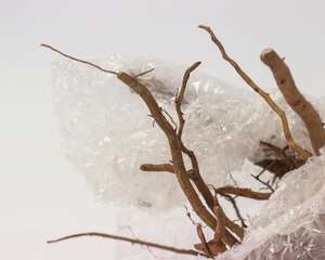 牡丹不开花是怎么回事