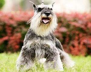 雪纳瑞掉毛吗？雪纳瑞掉毛解决办法