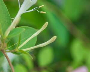 盆栽金银花的种植方法，时间和种植条件