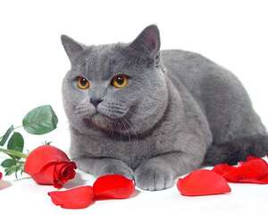 猫咪的球虫介绍