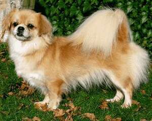 西藏猎犬好养吗？西藏猎犬饲养禁忌