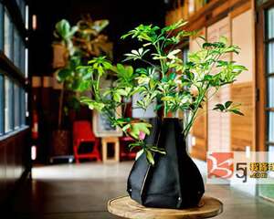 家养盆栽花卉不同时期的浇水要点