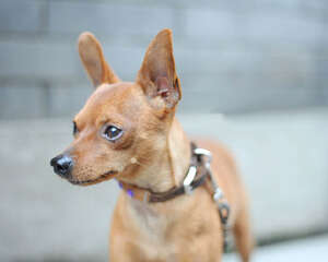 小鹿犬的品种介绍