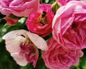 蔷薇花秋天怎么养