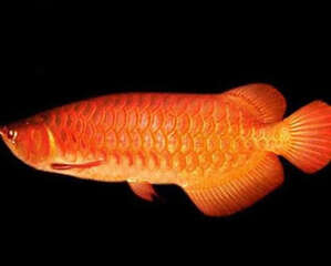 橙红龙鱼的品种简介