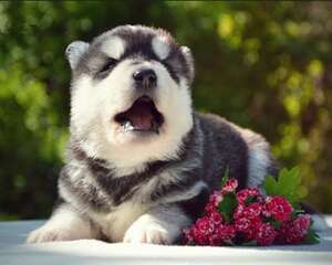 狗狗偏食有哪些危害性