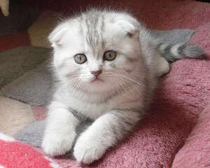 你适合养什么品种的猫咪呢?