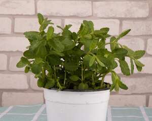 柠檬薄荷怎么养