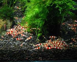 如何挑选优良水晶虾