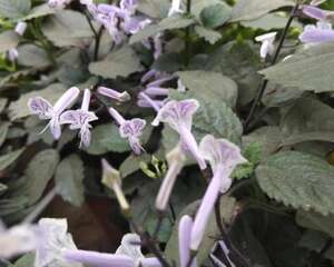 韩信草的功效与作用