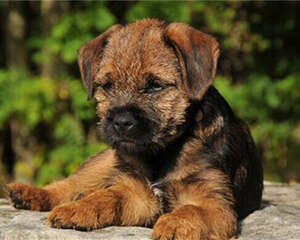 边境梗的性格特点