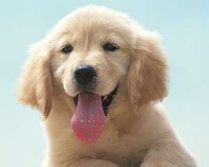 狗狗止血粉的用法