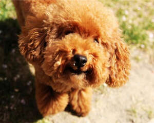 布置泰迪狗窝的注意事项