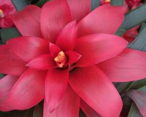 鸿运当头适合在室内养吗