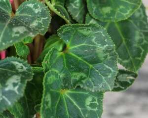 仙客来叶子发黄具体分析