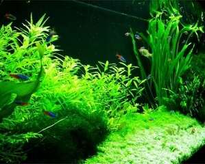 不同水族箱造景简介