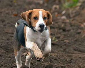 犬传染性肝炎的治疗注意事项