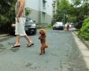 怎么能训练贵宾犬站立行走？