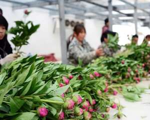 洛阳神州牡丹园百万枝芍药鲜切花 将出口澳大利亚