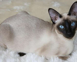 伯曼猫的形态特征是怎样的