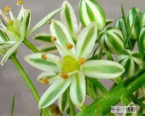 万年青图片大全 万年青有毒吗？