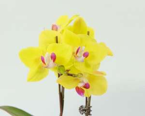 蝴蝶兰的花期养护