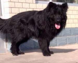 黑熊犬厉害吗？黑熊犬适合家养吗？