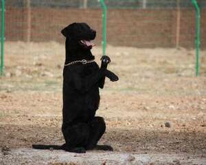 老年拉布拉多需注意的问题