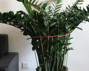 金钱树怎么养？通风、少水，蹭蹭长爆盆！