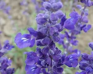 鼠尾草栽培技术